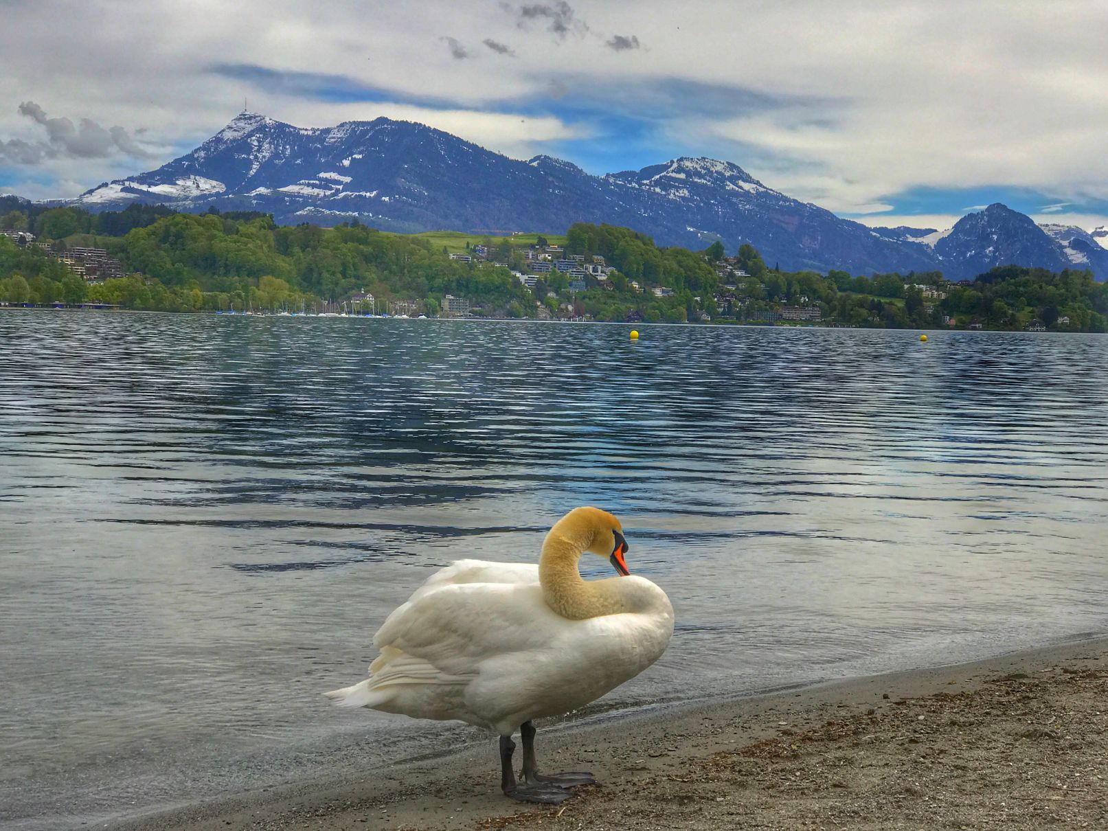 Luzerne
